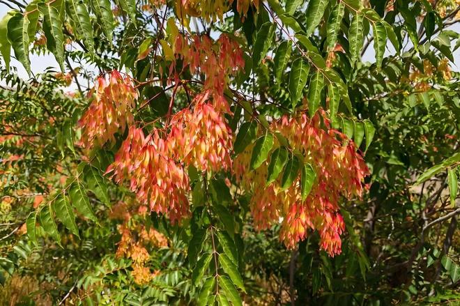 这树别再砍来烧火了它